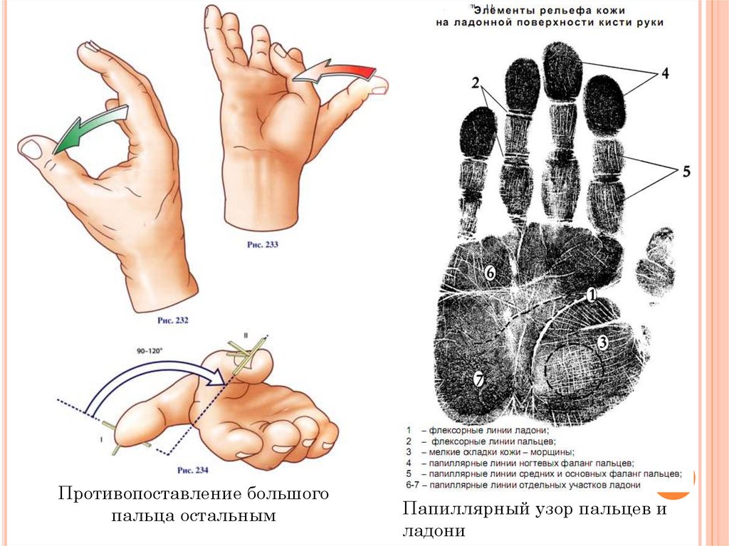 Место человека в зоологической системе презентация