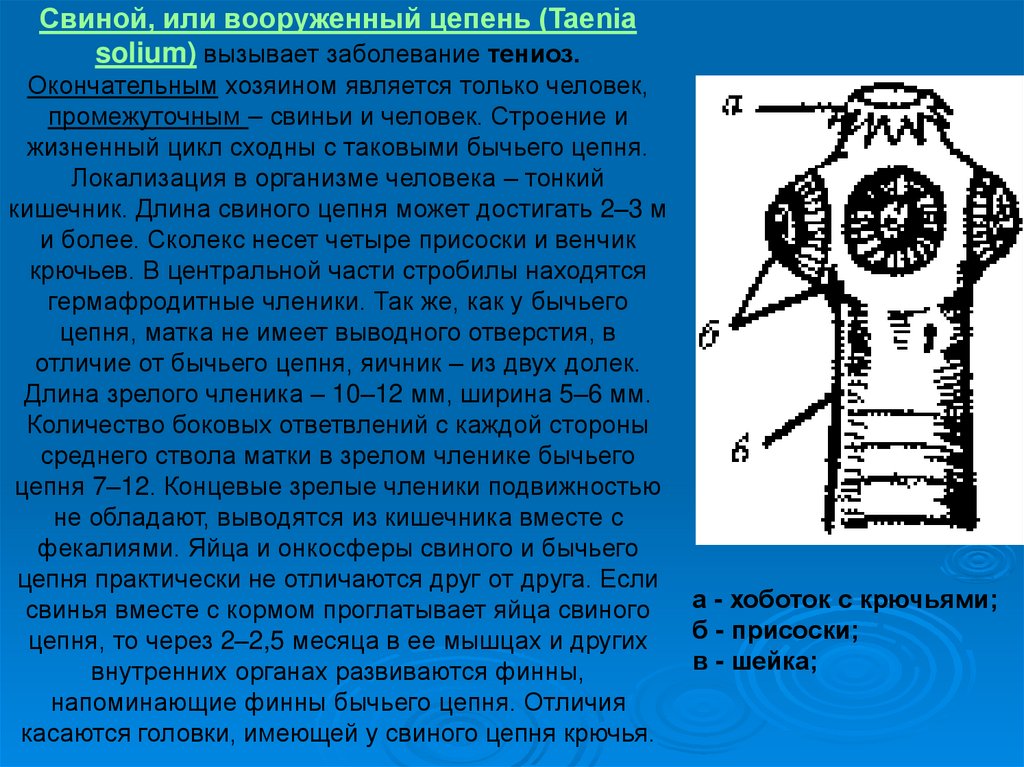 Особенности свиного цепня. Онкосфера свиной цепень строение. Строение сколекса свиного цепня. Внешнее строение свиного цепня. Тениоз (свиной цепень) хозяин.