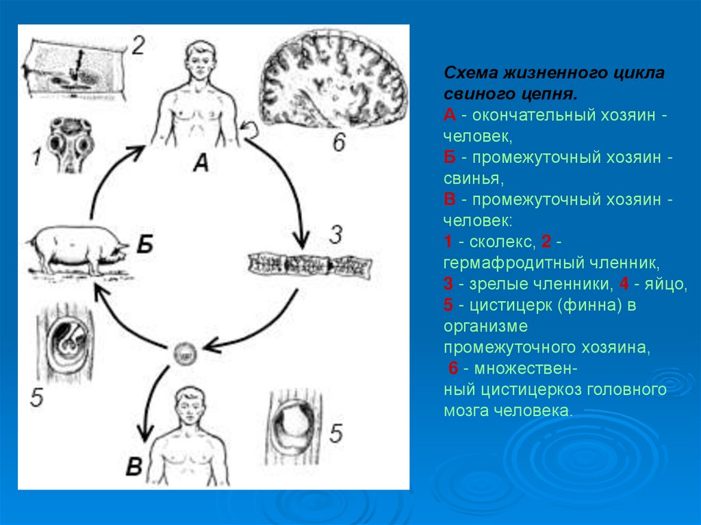 Жизненный цикл свиного цепня рисунок