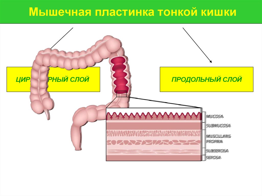 Толстая кишка тонка. Гаустры Толстого кишечника гистология. Пищеварительная система толстой кишки. Слои Толстого кишечника. Ленты продольного слоя толстой кишки.