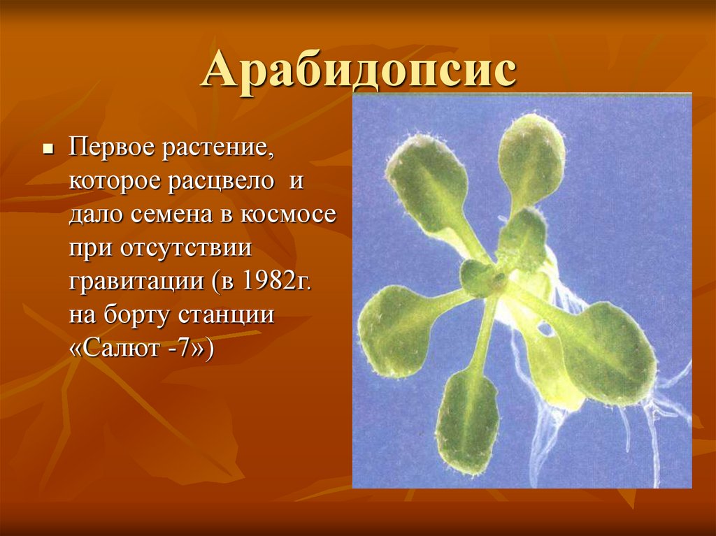 Какое первое растение. Арабидопсис в космосе. Первое растение в космосе. Растения которые побывали в космосе. Арабидопсис выращенный в космосе.