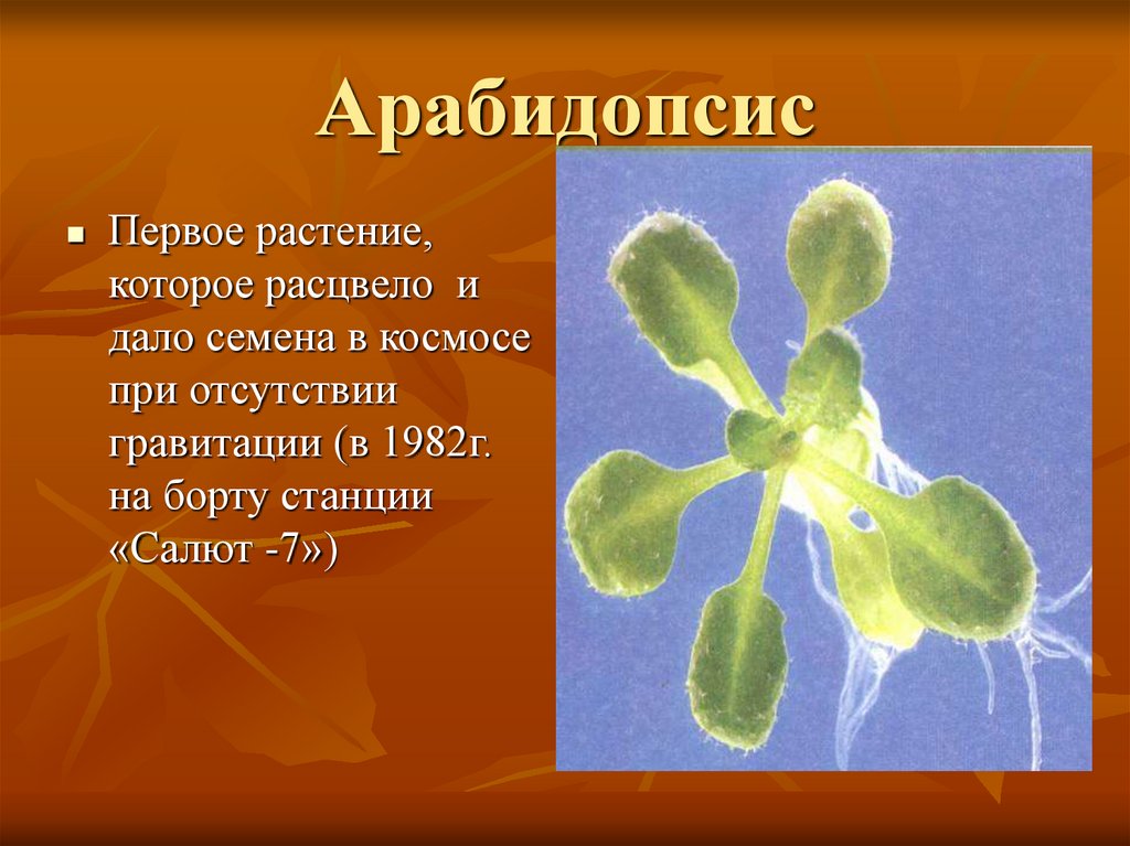 Какие растения в космосе. Арабидопсис в космосе. Первое растение в космосе. Растения которые побывали в космосе. Арабидопсис выращенный в космосе.