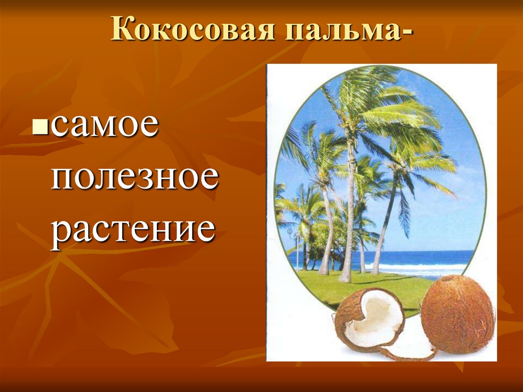 Coconut перевод на русский. Кокосовая Пальма. Кокосы на Пальме. Плод кокосовой пальмы. Кокосовая Пальма растение.