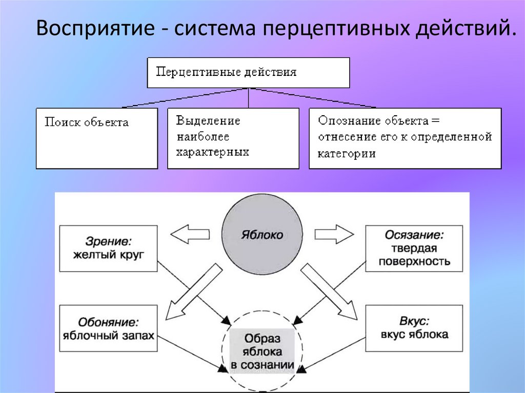 Перцептивная схема и перцептивный цикл