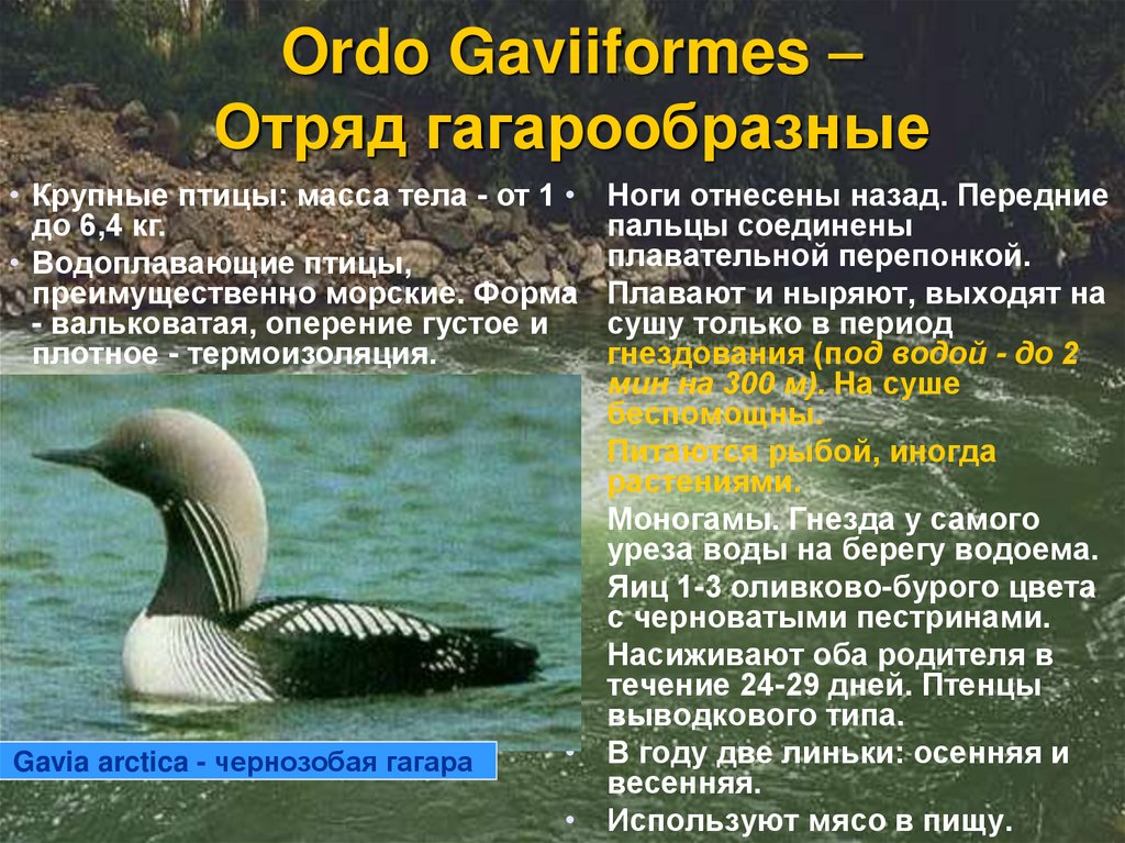Ordo Gaviiformes – Отряд гагарообразные