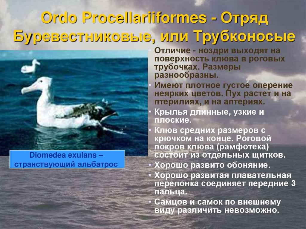 Ordo Procellariiformes - Отряд Буревестниковые, или Трубконосые