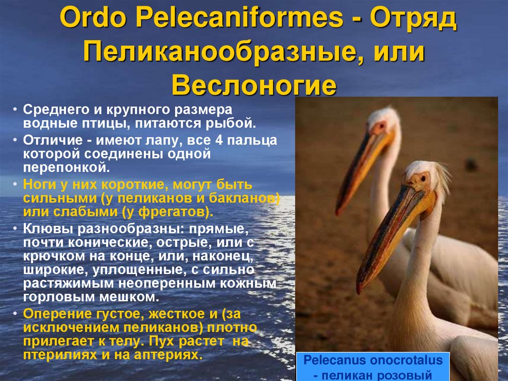 Ordo Pelecaniformes - Отряд Пеликанообразные, или Веслоногие
