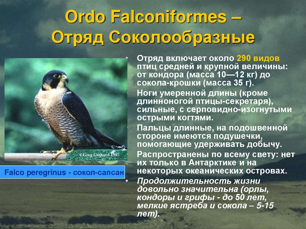 Ordo Falconiformes – Отряд Соколообразные