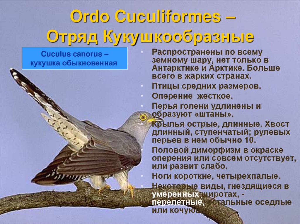Ordo Cuculiformes – Отряд Кукушкообразные
