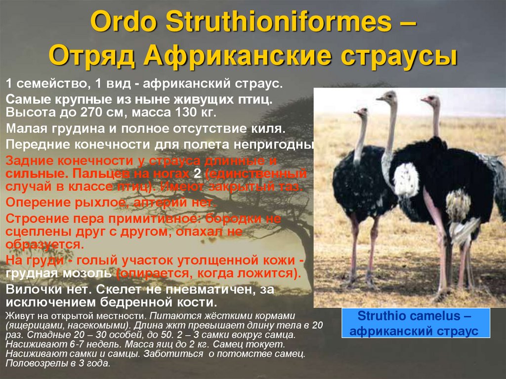 Надотряд страусовые. Среда обитания страусов. Страусообразные описание. Страусы представители. Отряд Страусообразные.