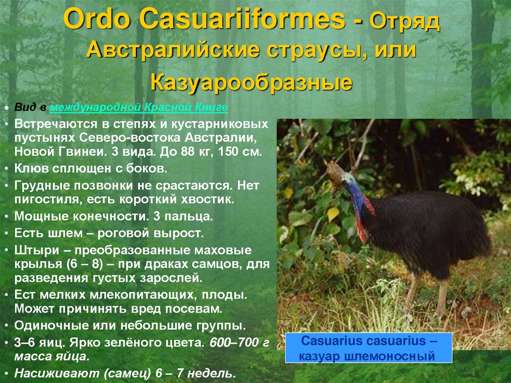 Ordo Casuariiformes - Отряд Австралийские страусы, или Казуарообразные