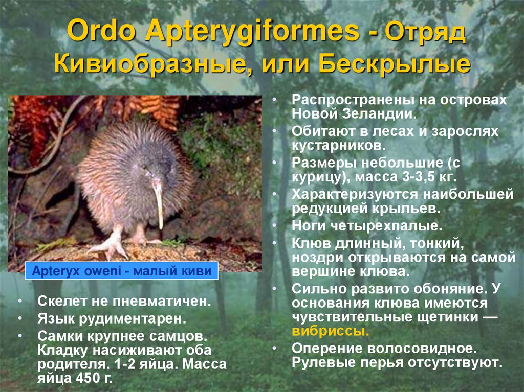 Ordo Apterygiformes - Отряд Кивиобразные, или Бескрылые