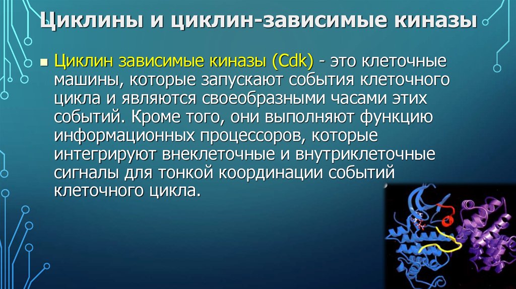 Зависимые 4. Циклин-киназные комплексы. Циклинзависимые киназы. Циклин-зависимая киназа. Циклинзависымые Кинасы.