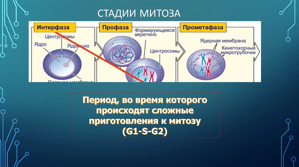 3 этапа интерфазы. Процессы происходящие в интерфазе. Ядро в период интерфазы. Кинетохорные микротрубочки. Составьте упрощенную схему митоза.