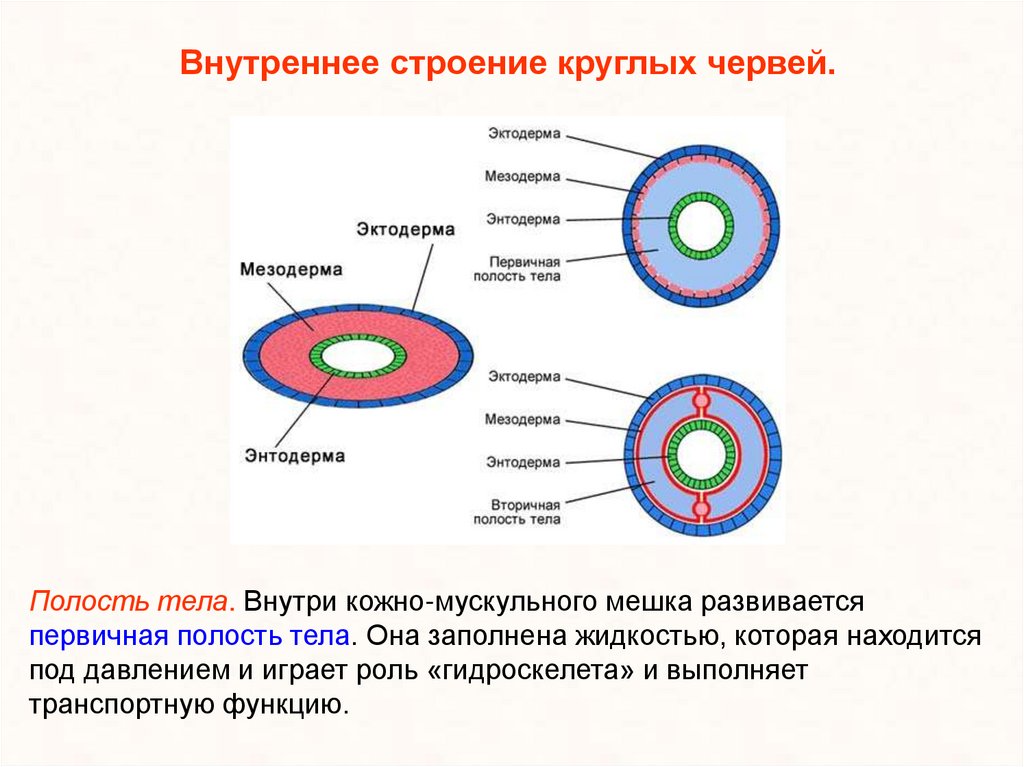 Наличие первичной полости тела у каких червей