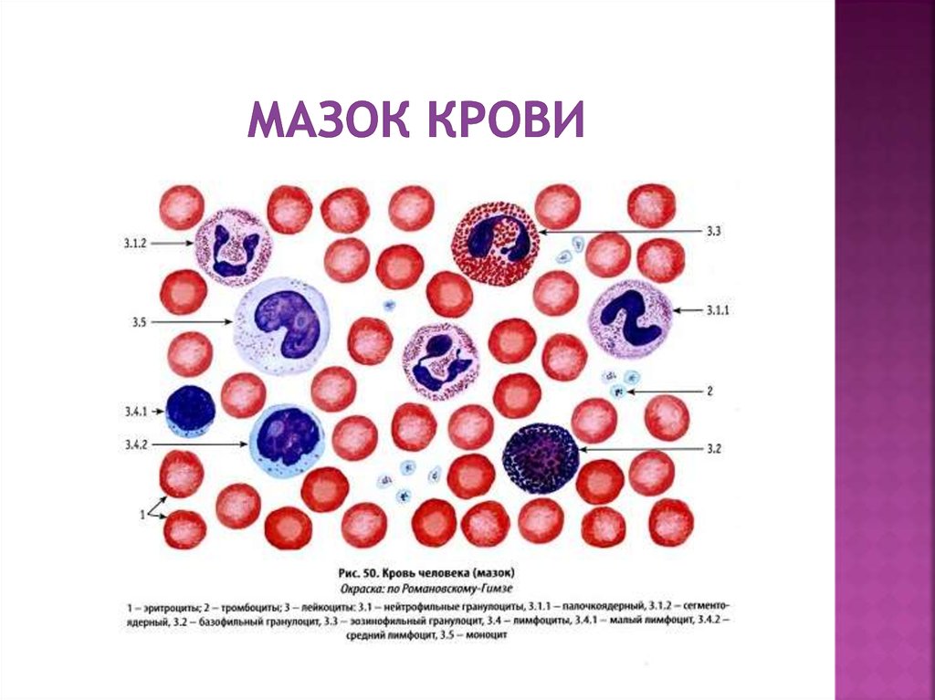 Лейкоциты общие 3 3. Мазок крови человека Азур 2 эозин. ￼ мазки крови для исследования лейкоцитарной формулы. Мазок крови человека гистология препарат. Мазок крови форменные элементы.