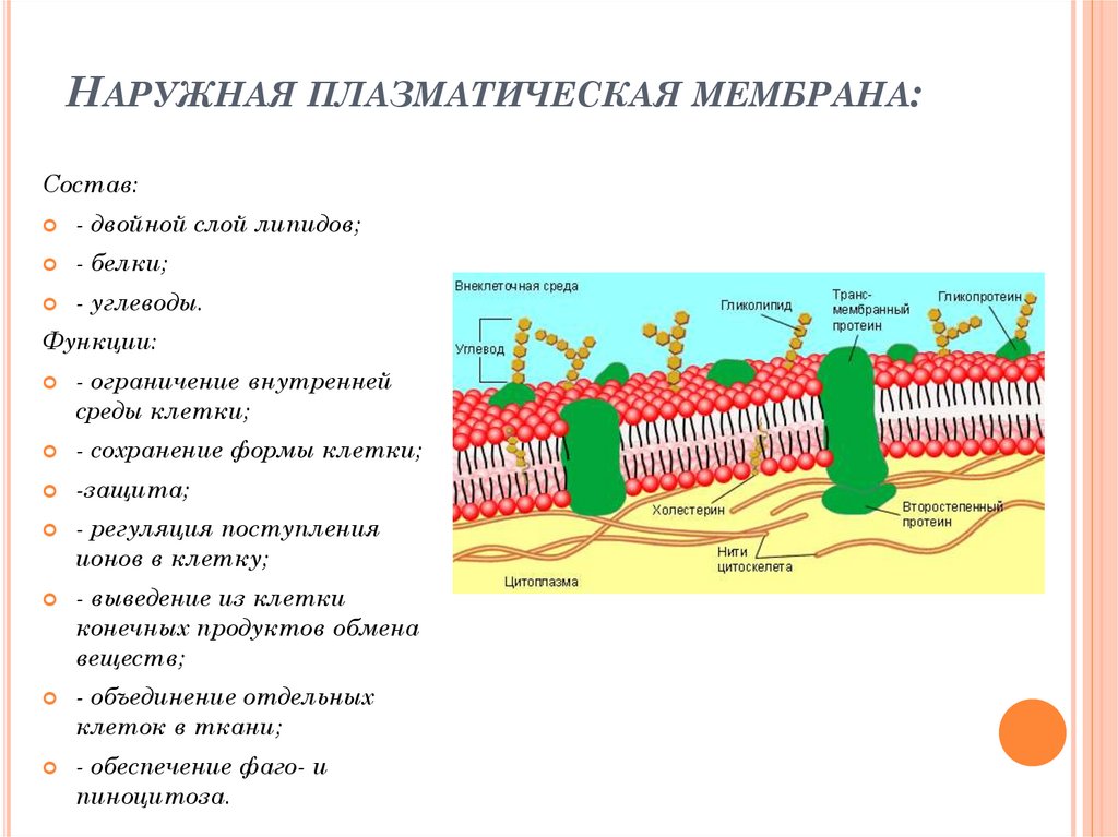 Плазматическая мембрана клетки состоит