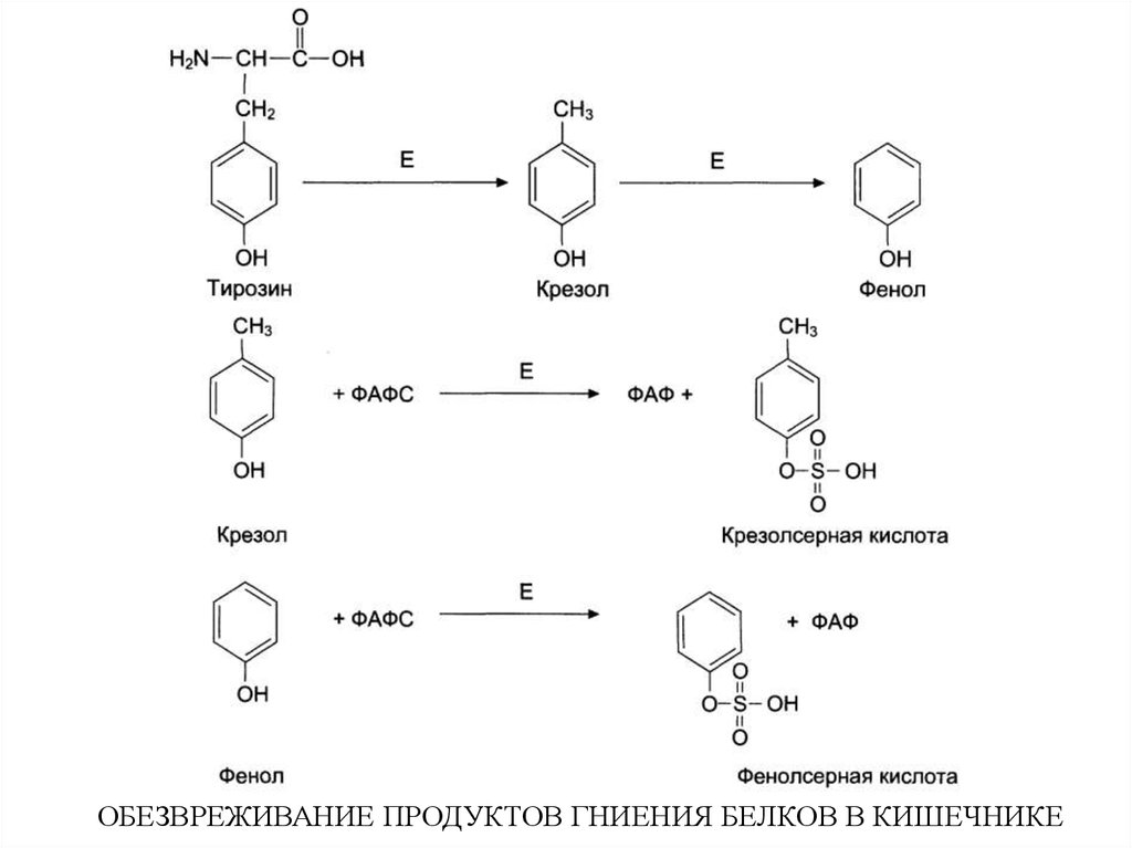 Фафс биохимия. Обезвреживающая функция печени биохимия. ФАФС формула биохимия.