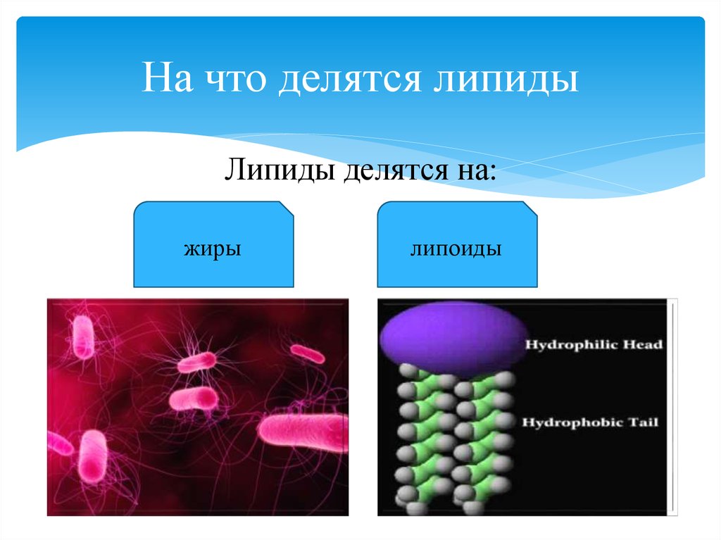 Вещества входящие в состав клетки делятся на