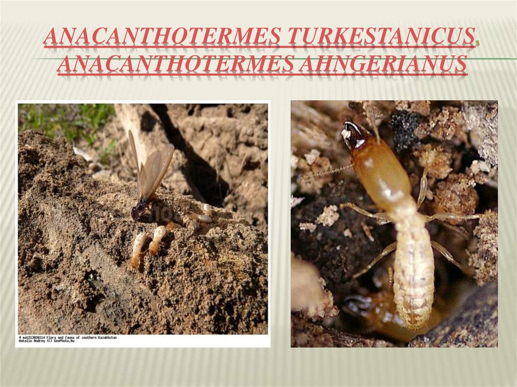 Anacanthotermes turkestanicus, Anacanthotermes ahngerianus