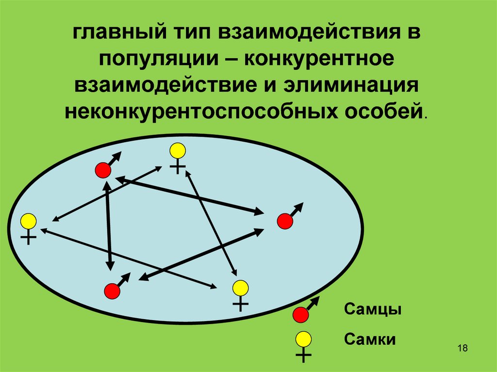 Центральный тип. 15) Главный Тип взаимодействия особей в популяциях.. Островная модель популяции. Вид конкурентного взаимодействия внутри 1 вида. 78. Конкурентные взаимодействия..