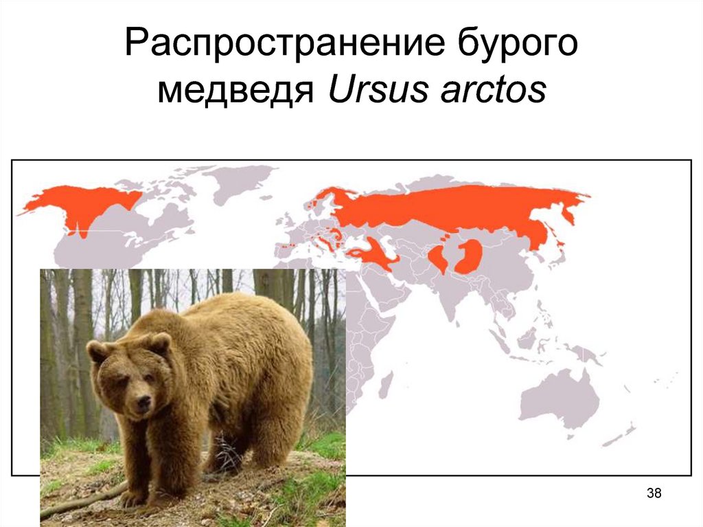 Где живут медведи на каком материке