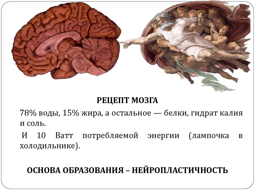 Едят ли мозг человека. Из чего состоит мозг из жира. Из чего состоит мозг человека из жира. Из чего состоит мозг жир. Мозг на 60% состоит из жира.
