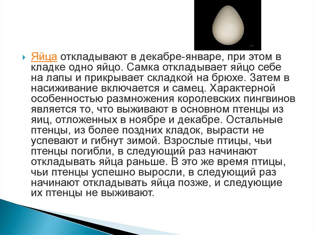 Откладывают большое количество яиц. Сколько яиц откладывает Пингвин. Количество яиц у пингвинов. Сколько яиц откладывает Сава. Яйца отложенные на яйцах.