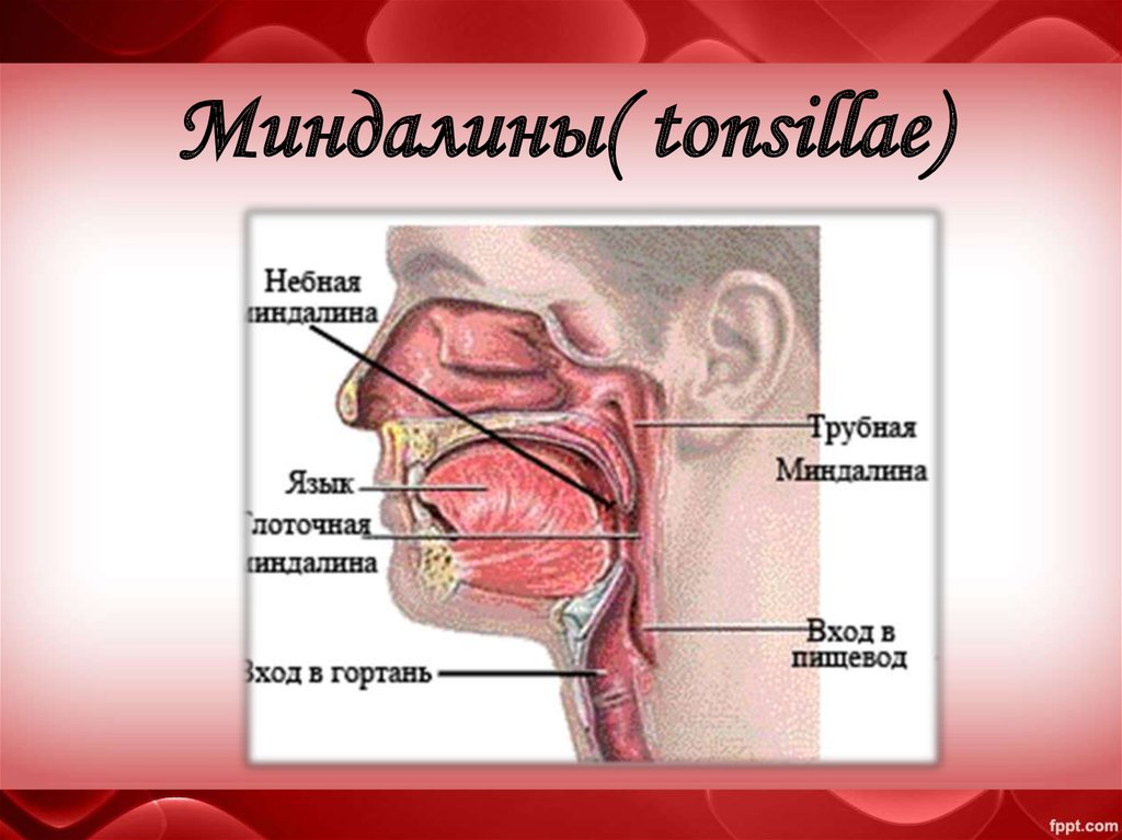 Миндалины на шее расположение схема