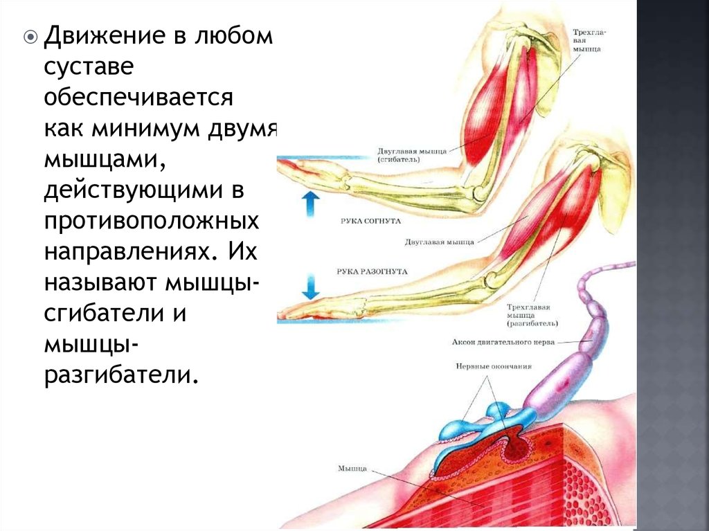 Где находятся поперечно полосатые мышцы