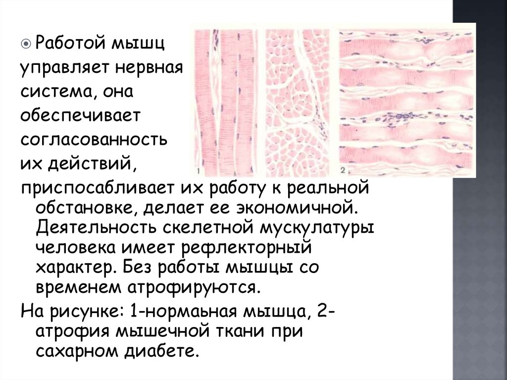 Сокращение мышечной ткани. Сократительный аппарат мышечной ткани. Сократительный аппарат поперечно-полосатых мышечных тканей. Сократительный аппарат скелетной мышечной ткани. Работой скелетных мышц управляет.