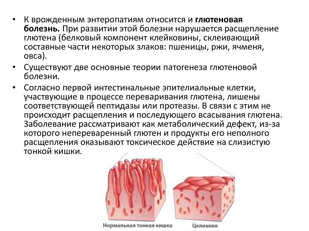 Бактерии в тонком кишечнике. Двигательная функция тонкой кишки. Секреторная функция тонкого кишечника. Клетки тонкого кишечника. Расстройства функций тонкого кишечника.