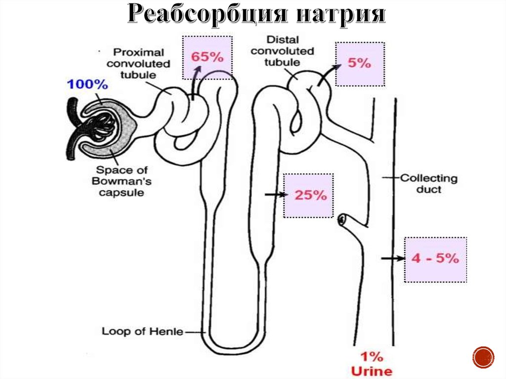 Тубулопатии у детей презентация