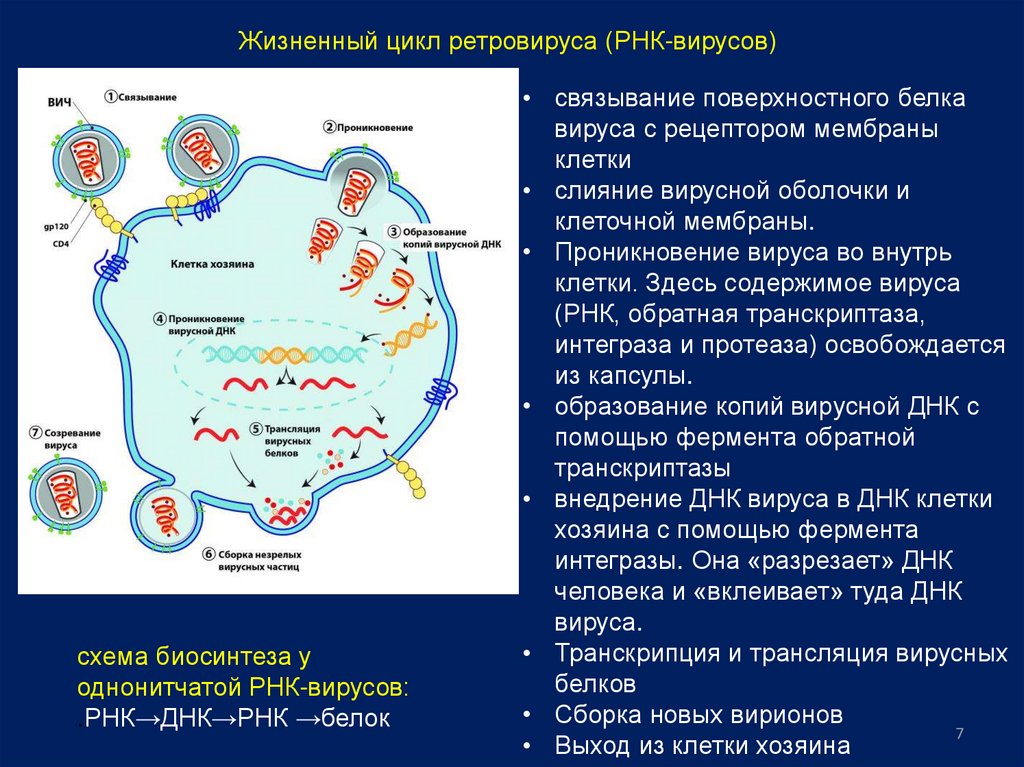 Фермент обратная транскриптаза. Обратная транскрипция у вирусов схема. Жизненный цикл ретровируса. Транскрипция вирусной РНК. Транскрипция вирусной РНК И трансляция вирусных белков.