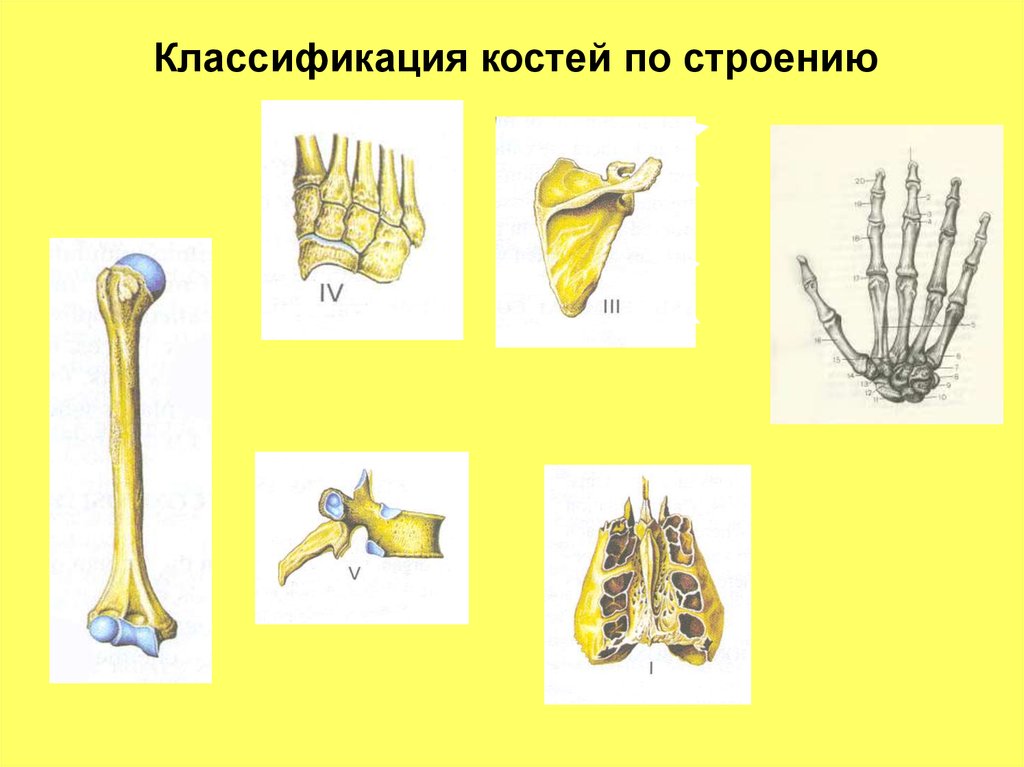 Классификация костей. Классификация костей человека анатомия. Классификация костей по развитию анатомия. Классификация костей на латинском. Классификация костей по строению и отделам.