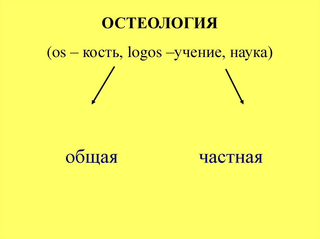 Свойства кости