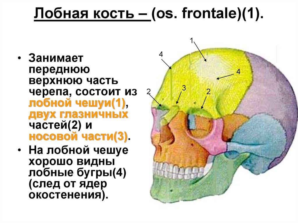 Большие лобные кости. Анатомия лобной кости черепа.
