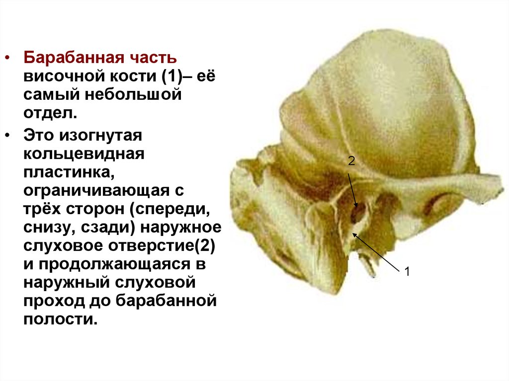 Изменения височной кости. Барабанная полость височной кости анатомия. Височная кость черепа анатомия человека. Височная кость анатомия каменисто барабанная щель. Пирамида (каменистая часть) височной кости.