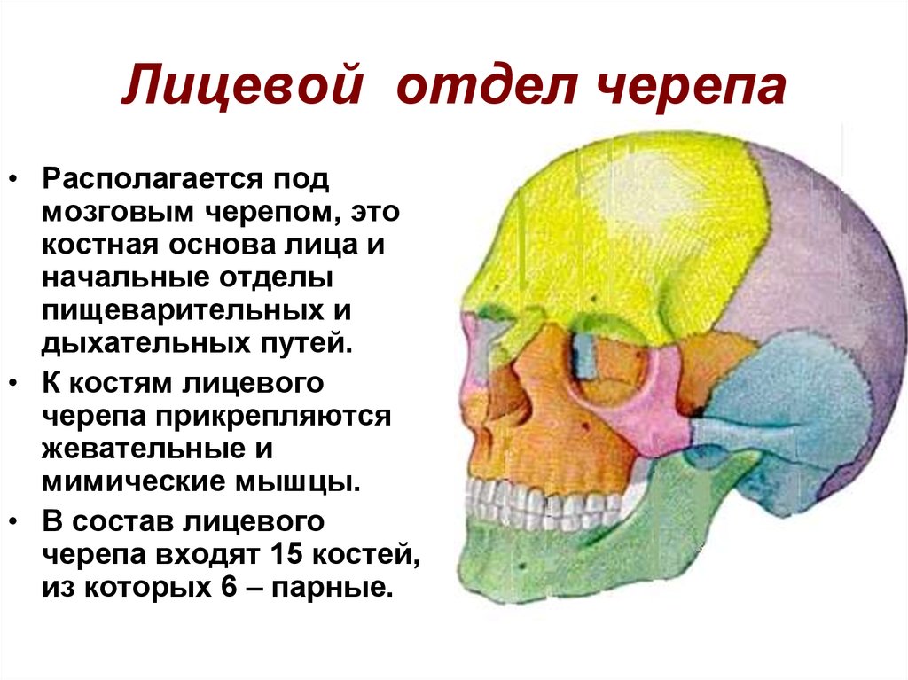 Мозговая лицевая часть черепа. Скелет черепа лицевой и мозговой отдел. Череп анатомия мозговой и лицевой отдел. Скелет головы лицевой отдел мозговой отдел. Функции мозгового и лицевого отделов черепа.