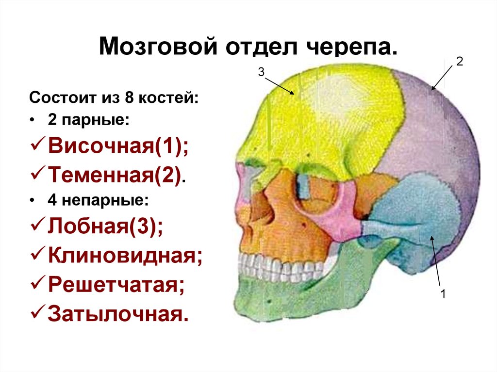 Чем можно объяснить легкость черепа. К Мозговому отделу черепа относятся кости. Строение мозгового отдела черепа человека. Строение костей мозгового черепа. Строение костей мозговой части черепа.