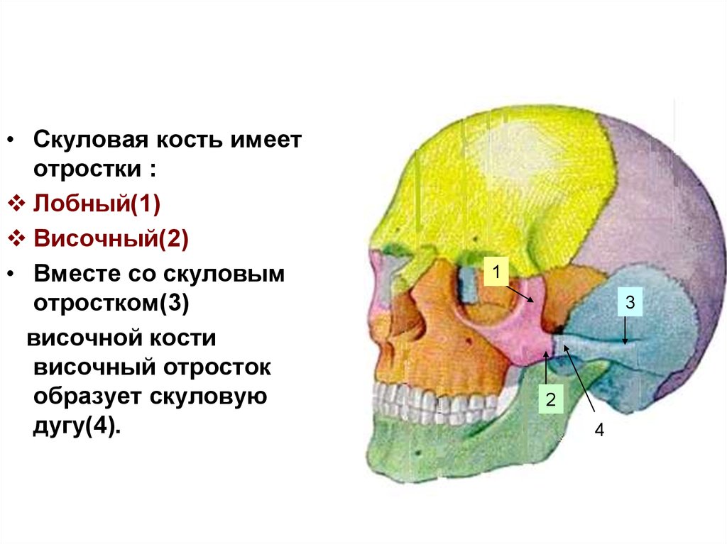 Скуловая и теменные кости. Скуловая дуга анатомия. Скуловой отросток лобной кости анатомия. Скуловая кость черепа анатомия. Сосцевидный отросток височной кости черепа анатомия.