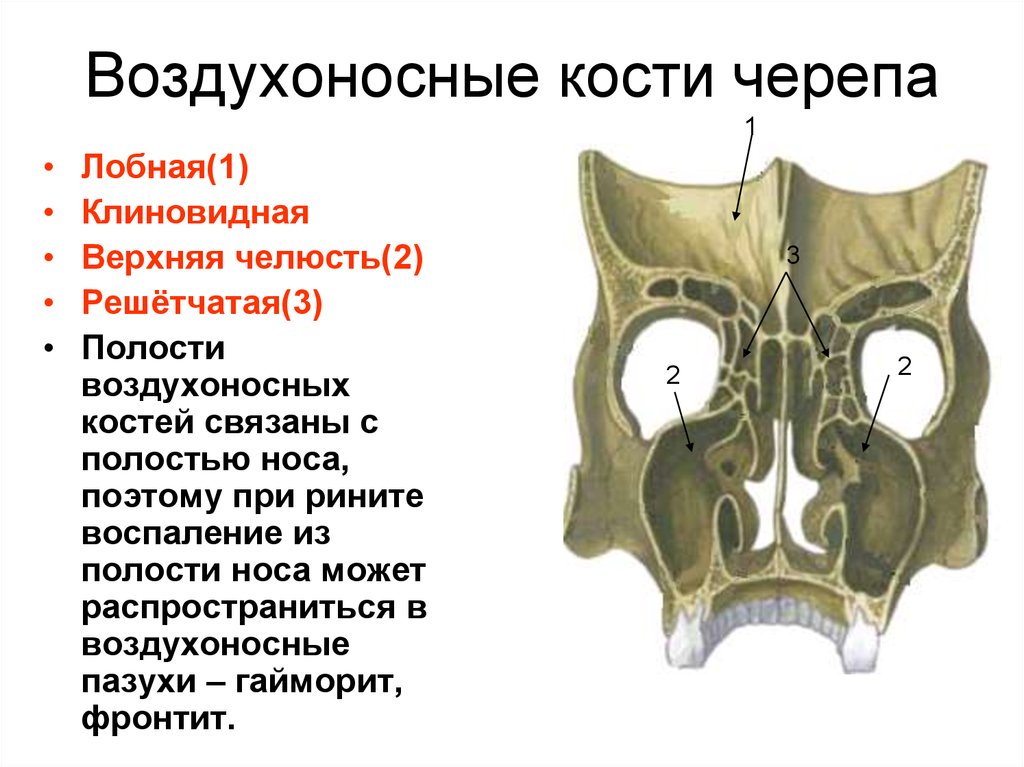 В полости черепа расположен. Воздухоносные кости решетчатая кость. Воздухоносные пазухи черепа анатомия. Лобная кость анатомия воздухоносная пазуха. Клиновидная и решетчатая кость анатомия.