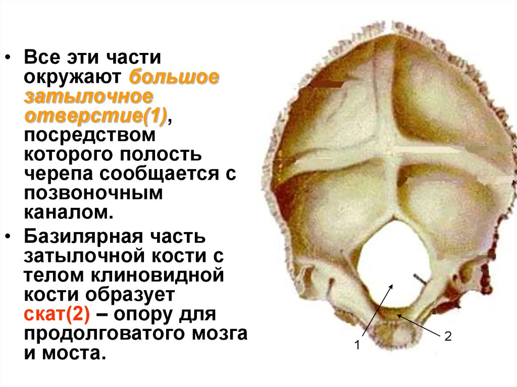 В полости черепа расположен. Затылочная кость черепа анатомия. Затылочная кость черепа анатомия Скат. Затылочная кость анатомия Скат. Скат затылочной кости черепа это.