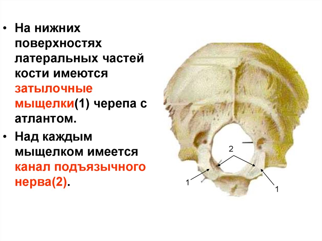 Мыщелок черепа
