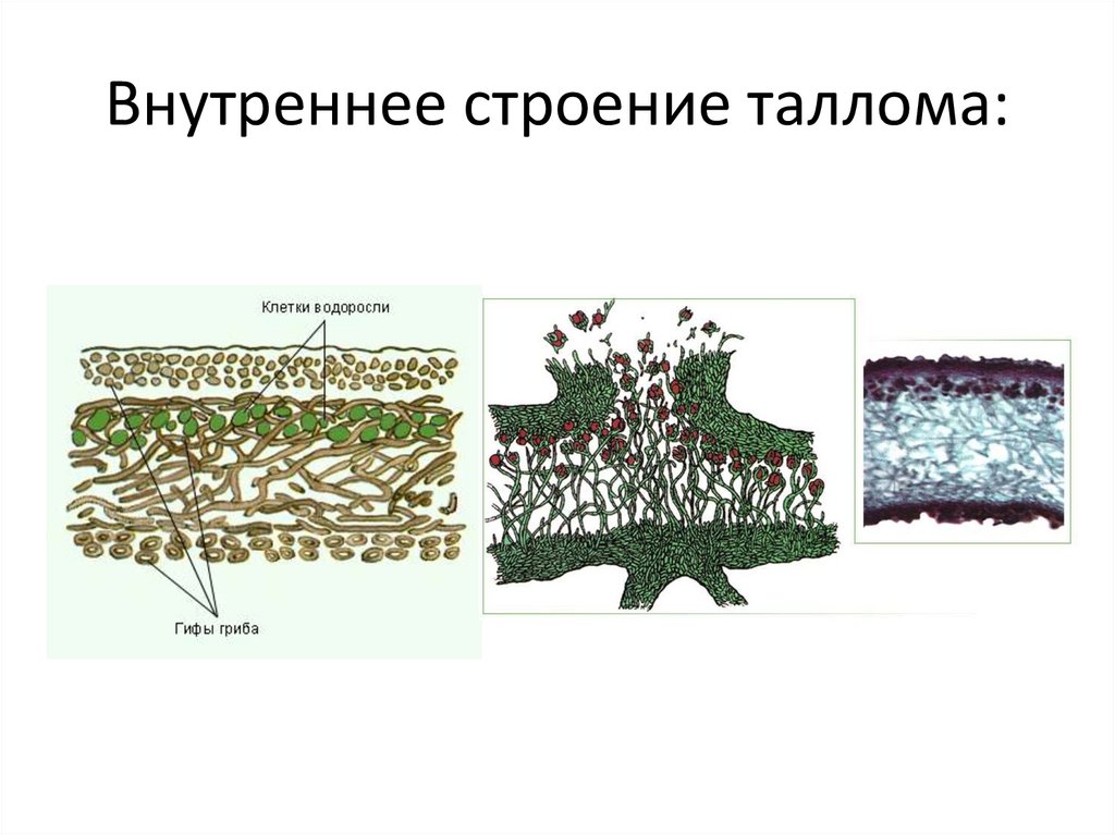 Гриб и водоросль в составе лишайника