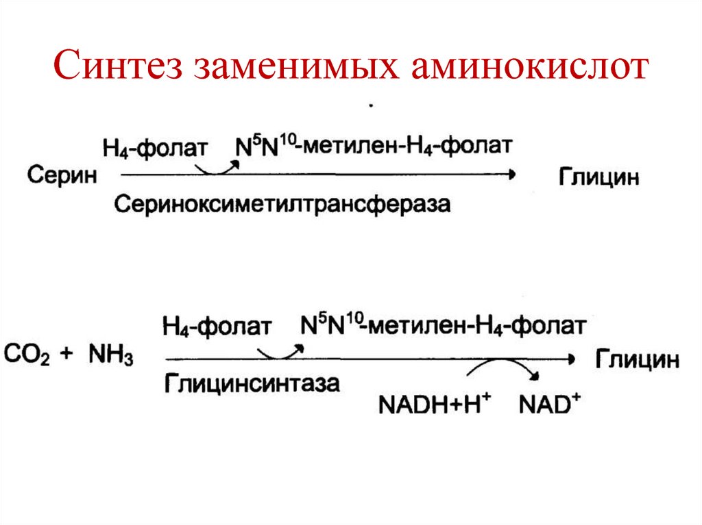 Синтез заменимых аминокислот. Схема синтеза заменимых аминокислот в организме. Схема синтеза заменимых аминокислот. Реакции образования заменимых аминокислот. Пути синтеза заменимых аминокислот.