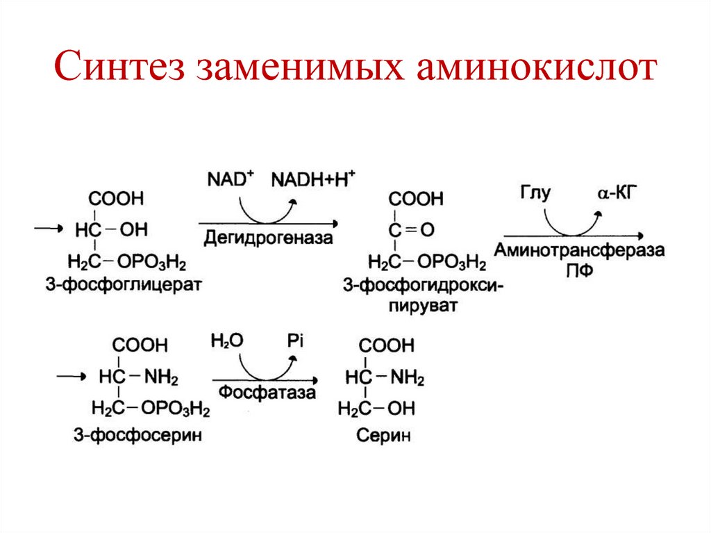 Синтез заменимых аминокислот