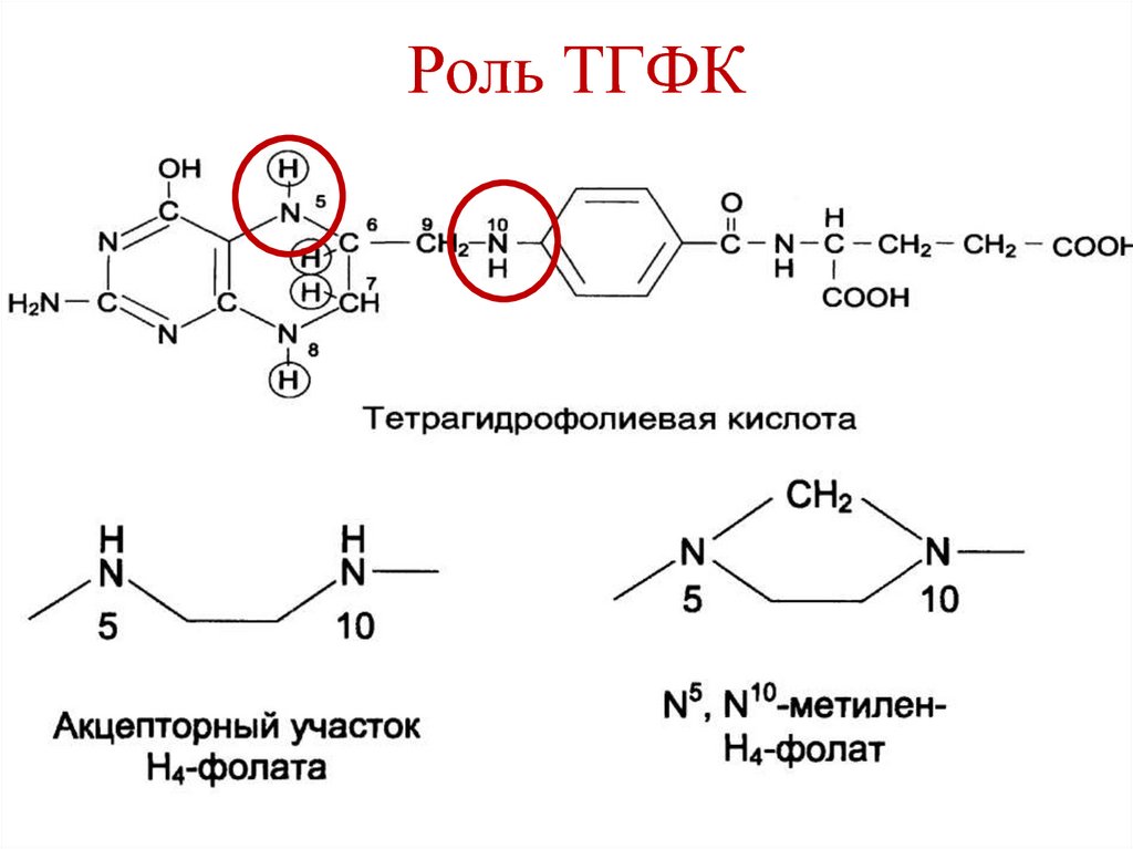 Формула фолиевой кислоты. Кофермент ТГФК формула. Тетрагидрофолиевая кислота Синтез. ТГФК кофермент реакции. ТГФК формула биохимия.