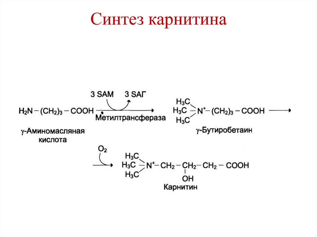 Реакция синтеза пример. Реакцию образования карнитина из ГАМК. Синтез карнитина из лизина и метионина. Биосинтез карнитина биохимия.
