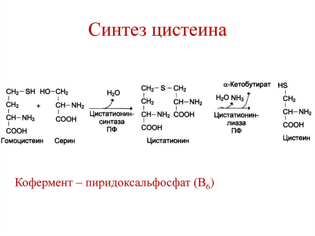 Гомоцистеин биохимия. Реакции синтеза цистеина из Серина. Метионин Синтез цистеина. Синтез цистеина из гомоцистеина. Реакция образования цистеина из метионина.